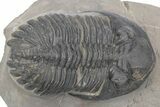 Chocolate-Brown Hollardops Trilobite - Foum Zguid, Morocco #381257-3